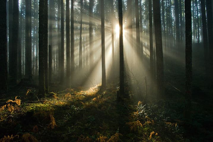 Mountain biker on trail, photo by Tim Zimmerman